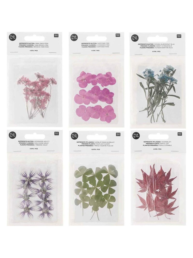 6 sets de feuilles/ fleurs séchées et pressées - Rico Design Multicolore - Kiabi