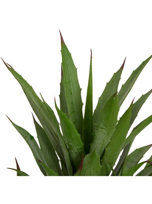 Agave artificiel MODA - Kiabi