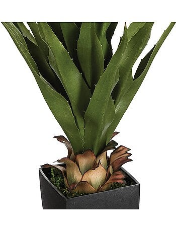 Agave artificielle