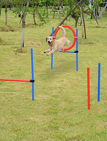 Agility sport pour chiens obstacles + sac transport total 11 pièces acier rouge et bleu