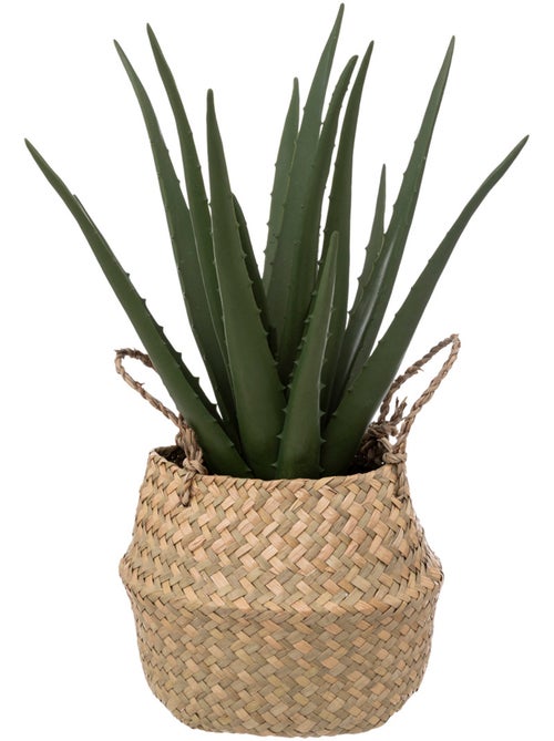 Aloe vera artificiel SORA - Kiabi Aloe vera artificiel SORA - Kiabi