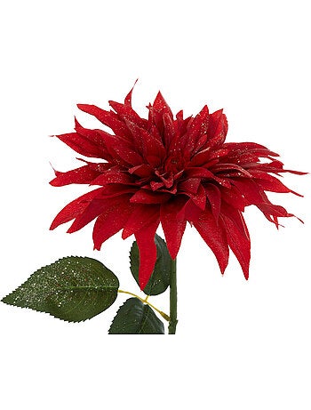BCH DAHLIA ROUGE H68