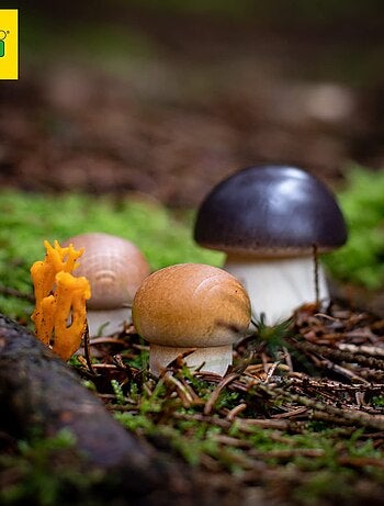 Bolet en bois