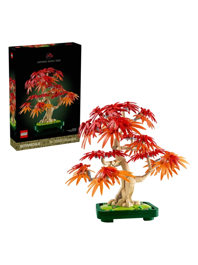Bonsaï d'érable rouge du Japon Multicolore - Kiabi
