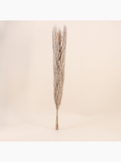 Bouquet 5 pampas 100cm - Kiabi