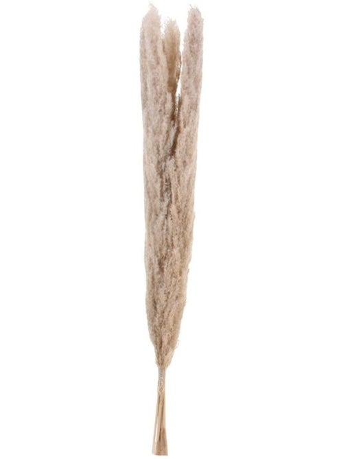 Bouquet 5 pampas 100cm - Kiabi