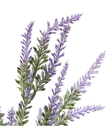 Bouquet de lavande PROV