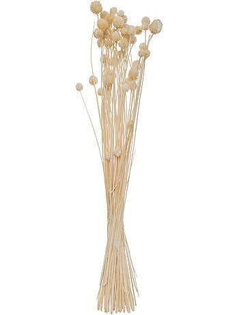 Bouquet de plantes séchées LILO