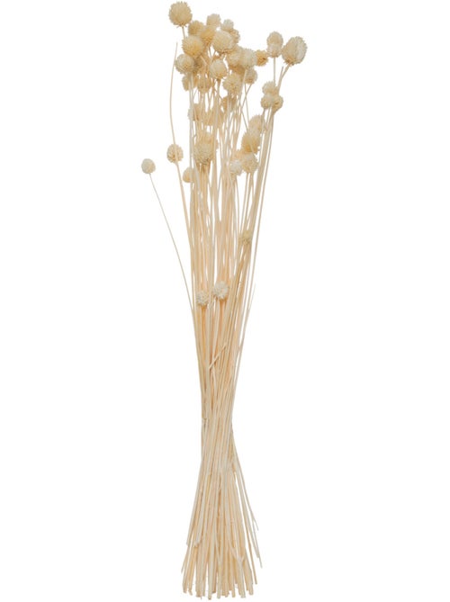 Bouquet de plantes séchées LILO - Kiabi