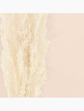 Bouquet fleurs séchées 5 pampas 100cm