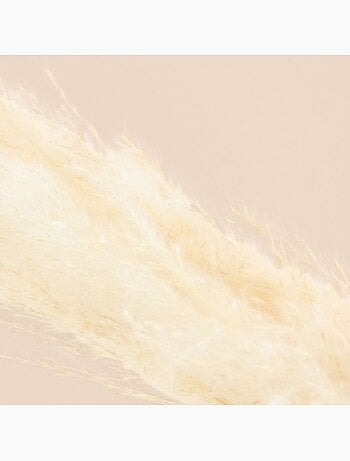 Bouquet fleurs séchées 5 pampas 100cm