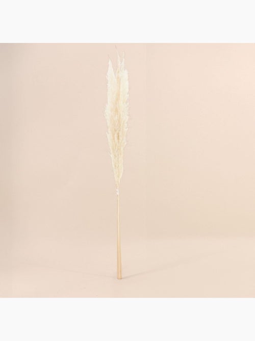Bouquet fleurs séchées 5 pampas 100cm - Kiabi