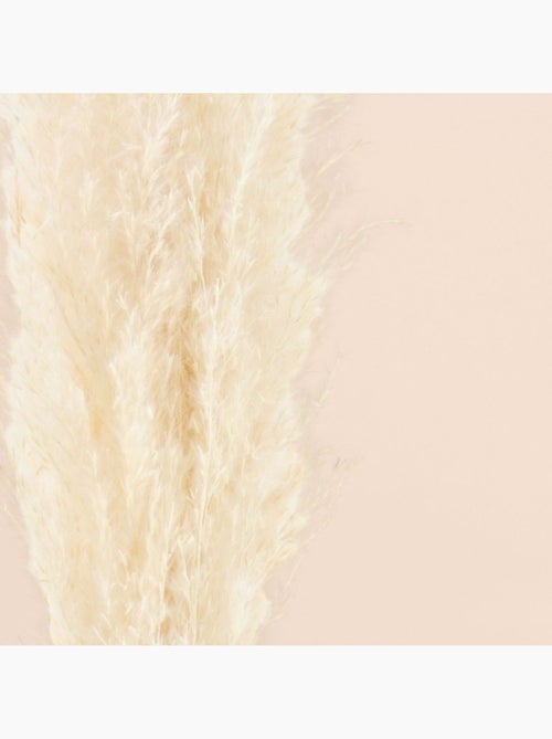 Bouquet fleurs séchées 5 pampas 100cm - Kiabi