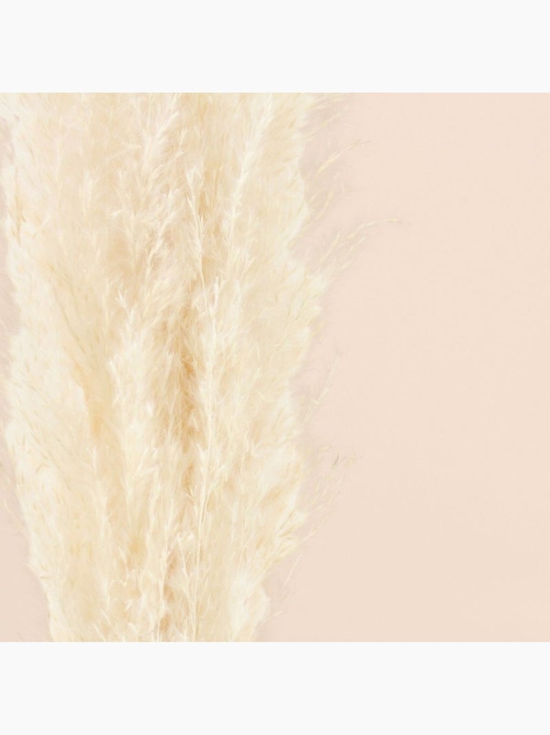 Bouquet fleurs séchées 5 pampas 100cm Beige - Kiabi