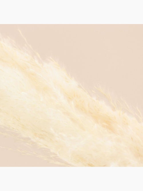 Bouquet fleurs séchées 5 pampas 100cm - Kiabi