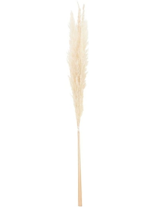 Bouquet fleurs séchées 5 pampas 100cm - Kiabi