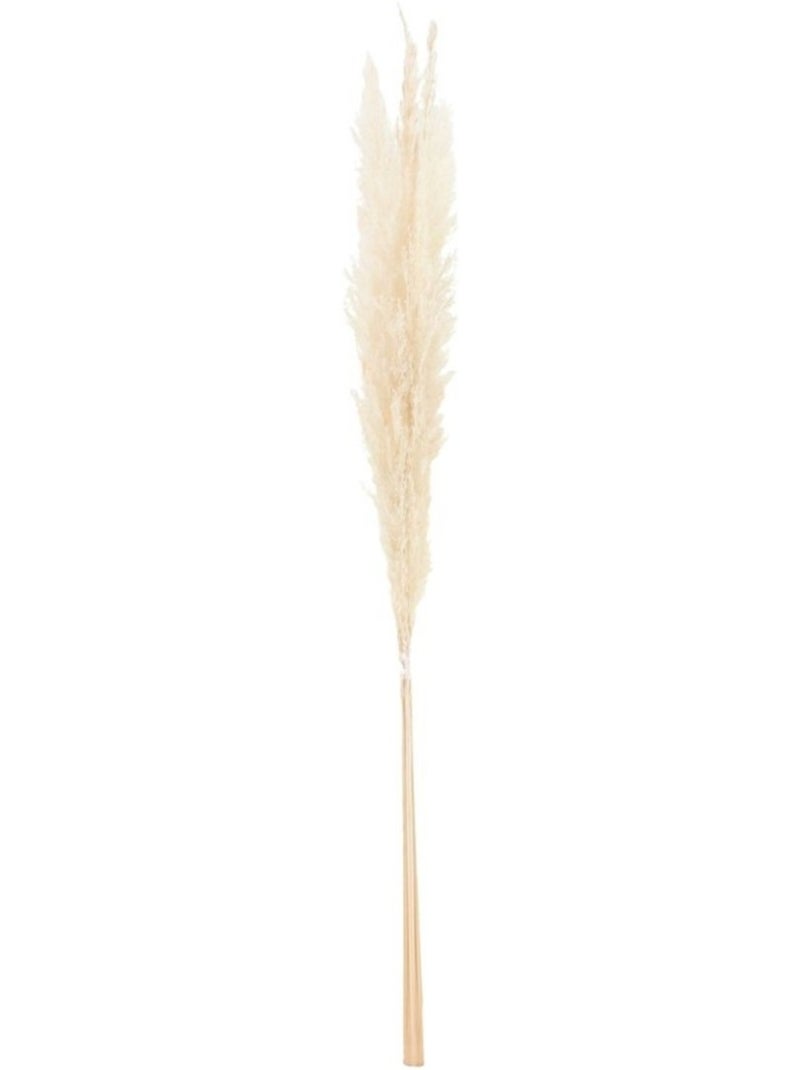 Bouquet fleurs séchées 5 pampas 100cm Beige - Kiabi