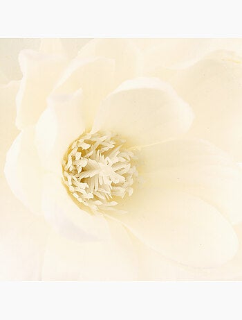 Branches de magnolia
