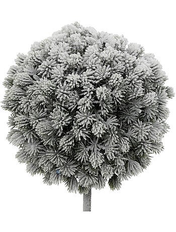 BUIS ENNEIGE H35