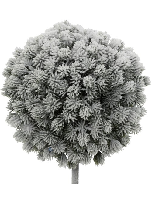 BUIS ENNEIGE H35 - Kiabi