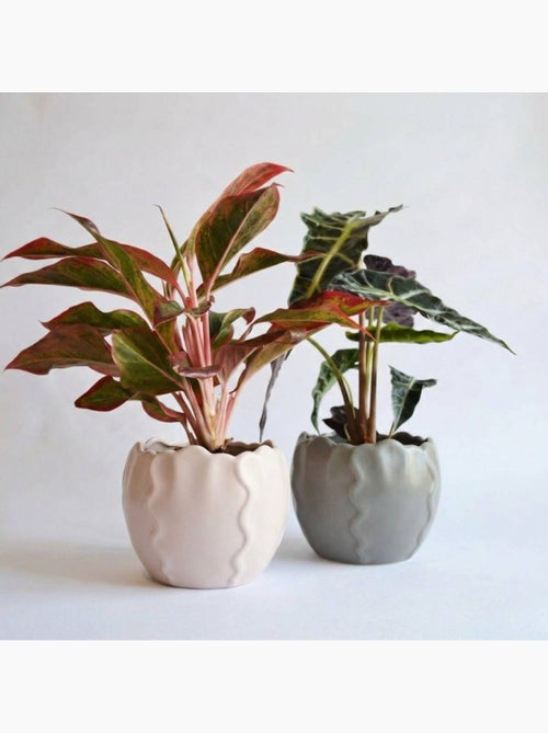 Cache pot céramique festonné 13x10cm - Kiabi