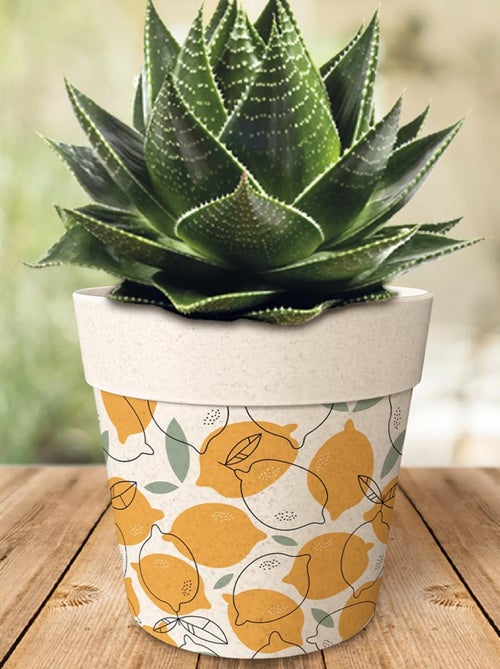 Cache pot en bambou - Kiabi