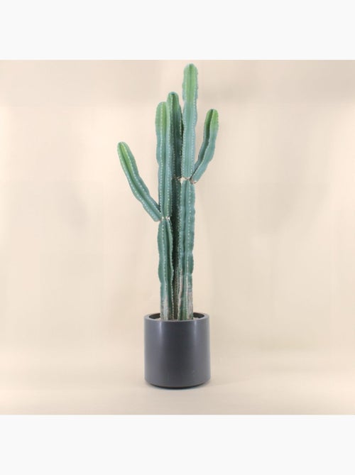 Cactus erytréa artificiel 167cm - Kiabi