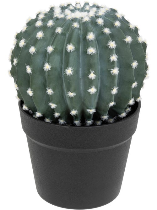 Cactus rond EXOTIC PANAMA - Kiabi
