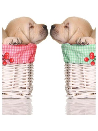 Cadre en toile chiots