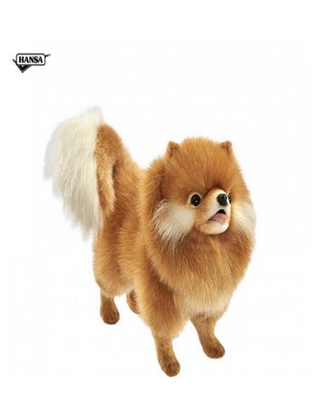 Chien chow chow 36 centimetres