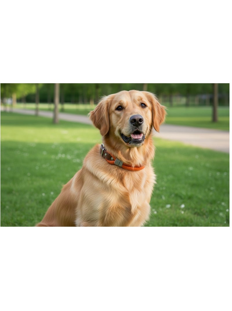 Chien Collier Athos Cognac Orange - Kiabi