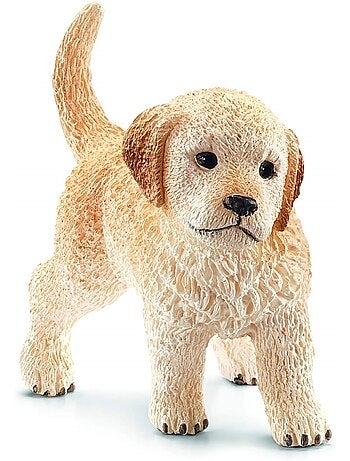 Chiot Golden Retriever