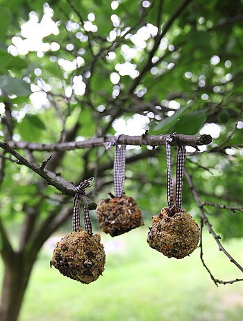 Coffret diy - mangeoire pomme de pin