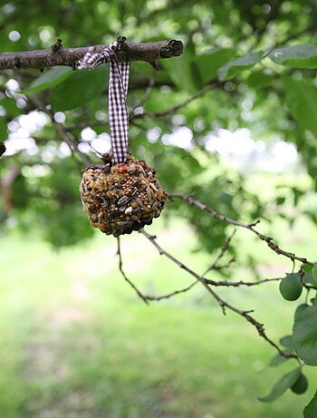 Coffret diy - mangeoire pomme de pin