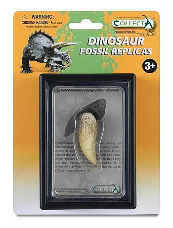 Coffret préhistorique : Dent de Tyrannosaurus Rex (Réplique de fossile) - Kiabi