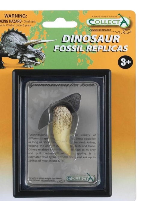 Coffret préhistorique : Dent de Tyrannosaurus Rex (Réplique de fossile) - Kiabi