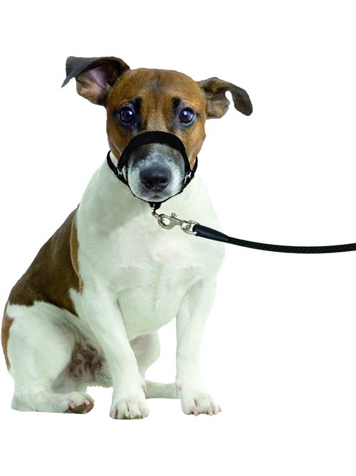Collier Educatif Easy anti traction - Kiabi