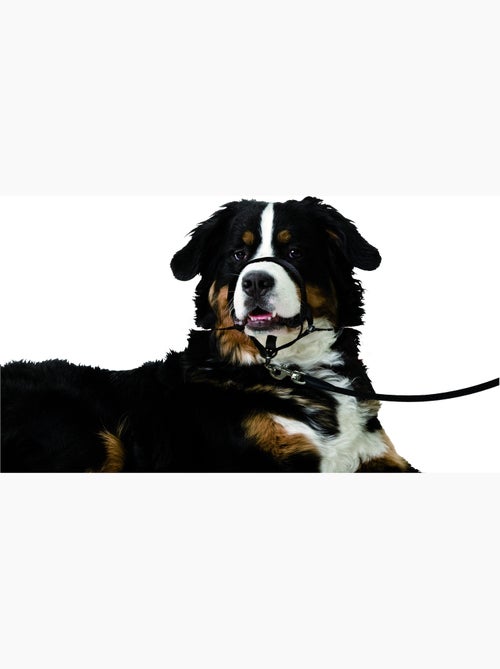 Collier Educatif Easy anti traction - Kiabi