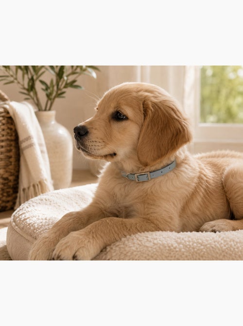 Collier en silicone pour chien silicoole - Kiabi
