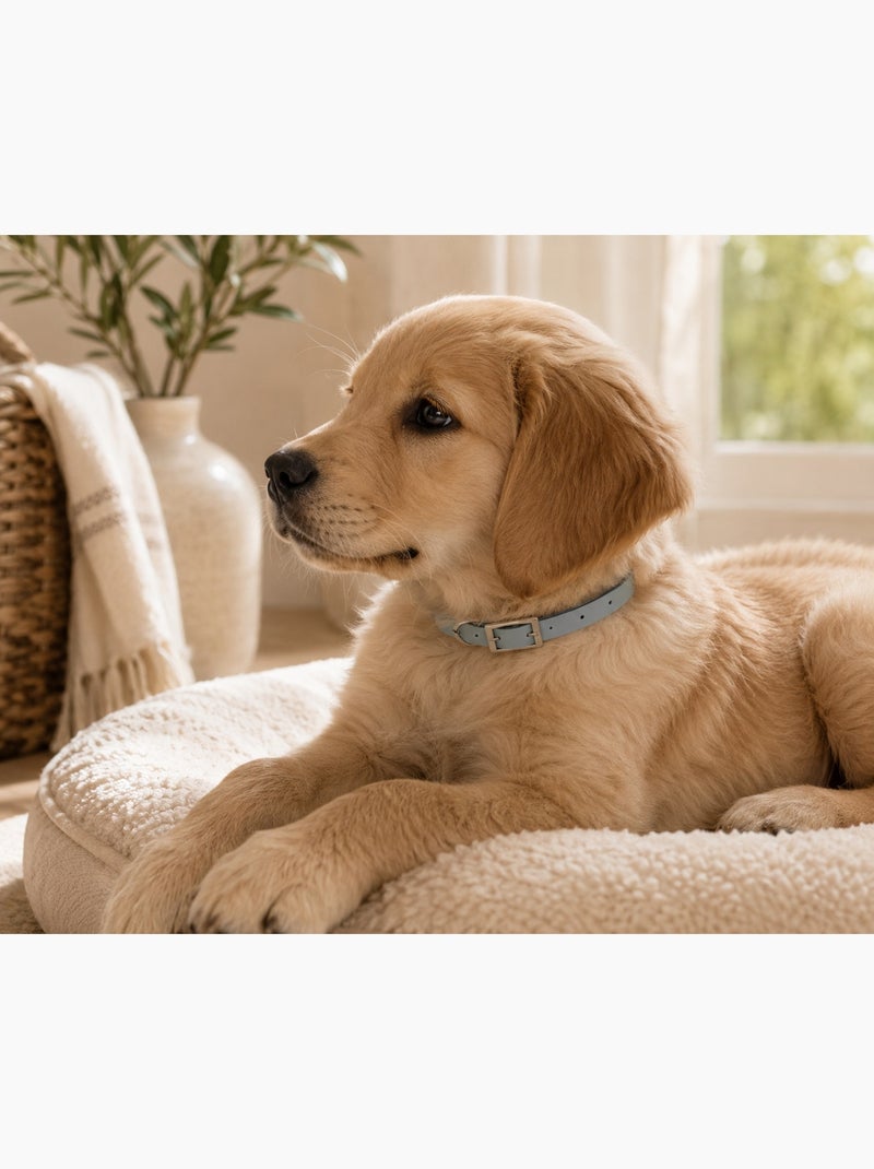Collier en silicone pour chien silicoole Gris - Kiabi