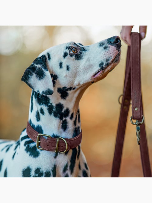 Collier pour chien en cuir PELUVIO Rexor - Réglable - Kiabi