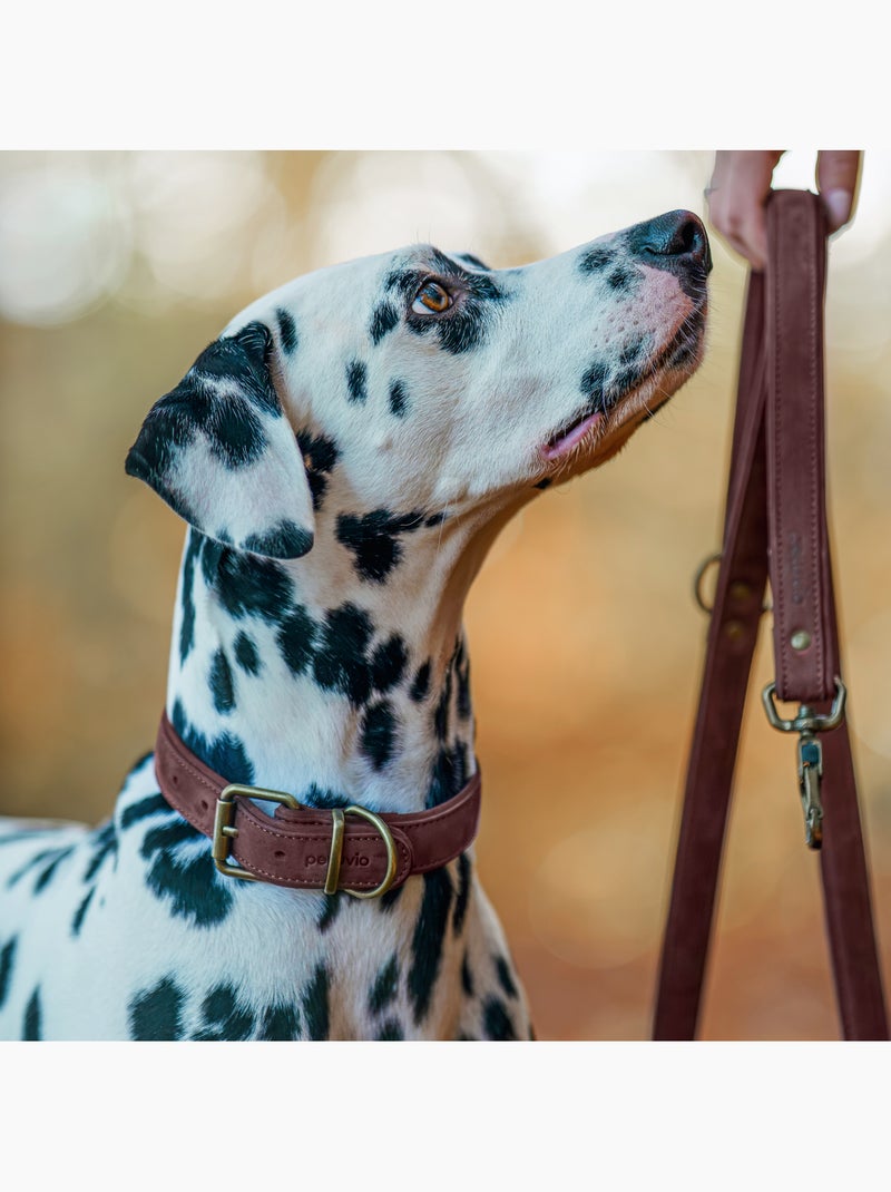 Collier pour chien en cuir PELUVIO Rexor - Réglable Marron - Kiabi