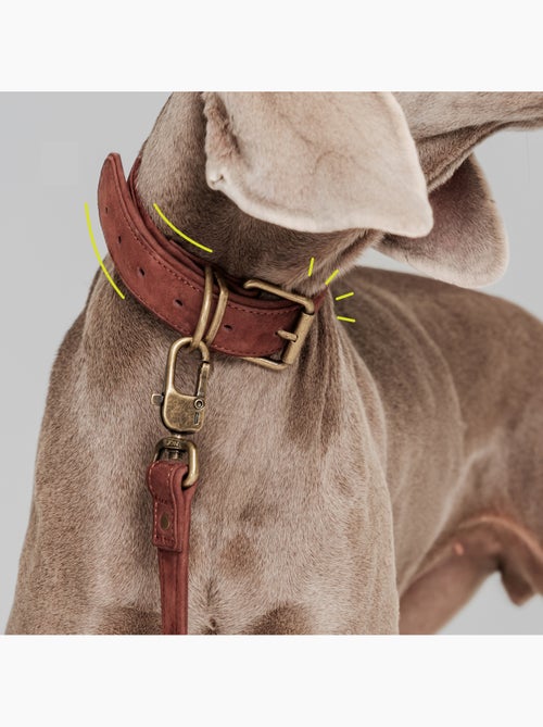Collier pour chien en cuir PELUVIO Rexor - Réglable - Kiabi