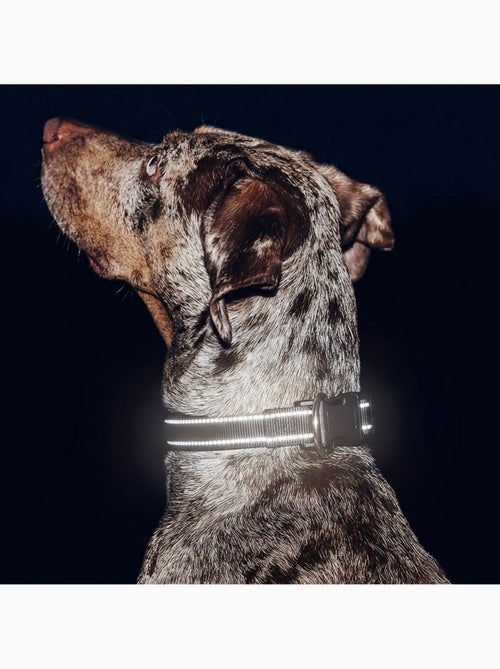 Collier pour chien PELUVIO Buddy - Réfléchissant - Réglables - Kiabi Collier pour chien PELUVIO Buddy - Réfléchissant - Réglables - Kiabi