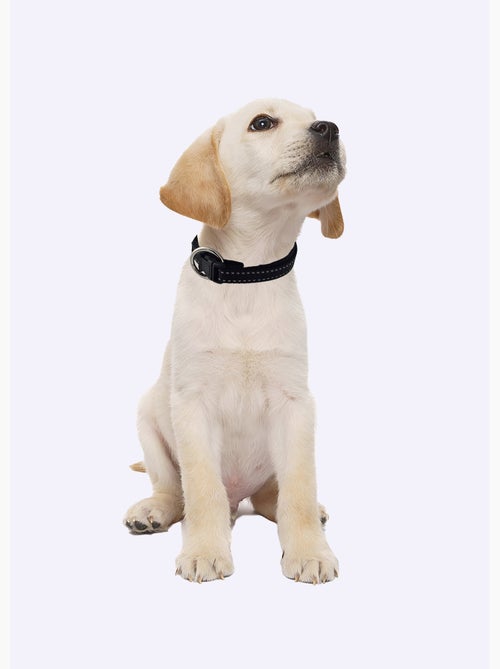 Collier réfléchissant pour animaux - Kiabi