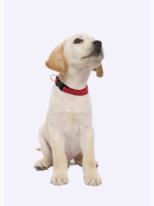 Collier réfléchissant pour animaux - Kiabi