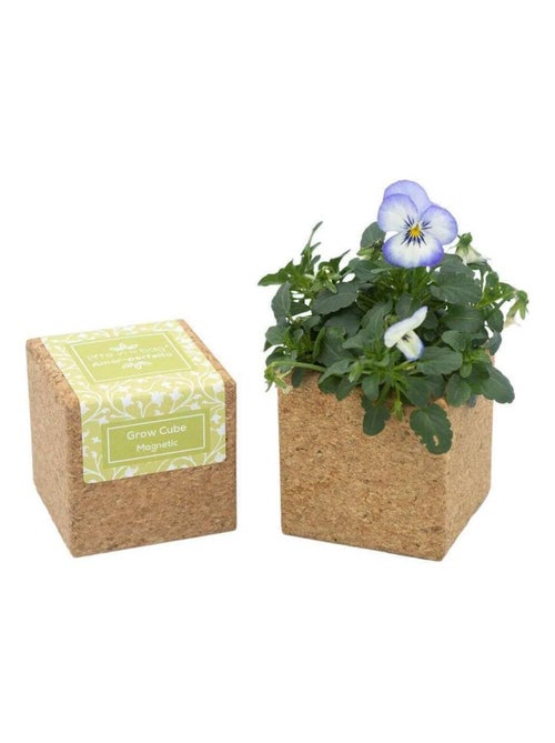 Cube en liège aimanté avec fleur Pensée à germer - Ecodis - Kiabi