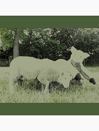 Déguisement 3 en 1 Mouton blanc - Plaid, Déguisement et Tapis