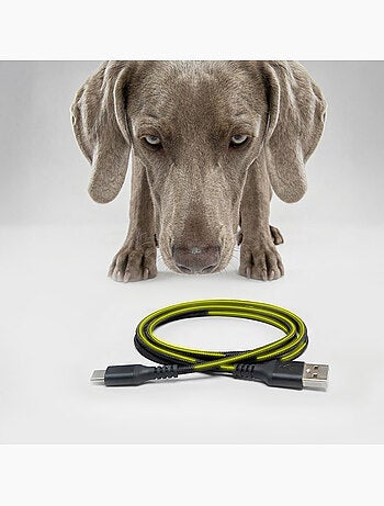 Distributeur de croquettes Automatique Chien PELUVIO Crispy - 4,5 L - 4 Repas/jour