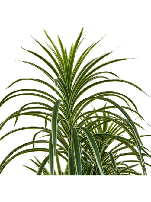 Dracena artificiel EDI - Kiabi
